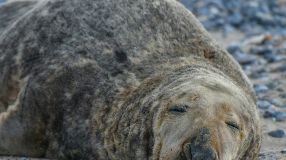 R&auml;tselhaftes Robbensterben auf R&uuml;gen: Todesursache laut Ermittlungsbeh&ouml;rden unklar