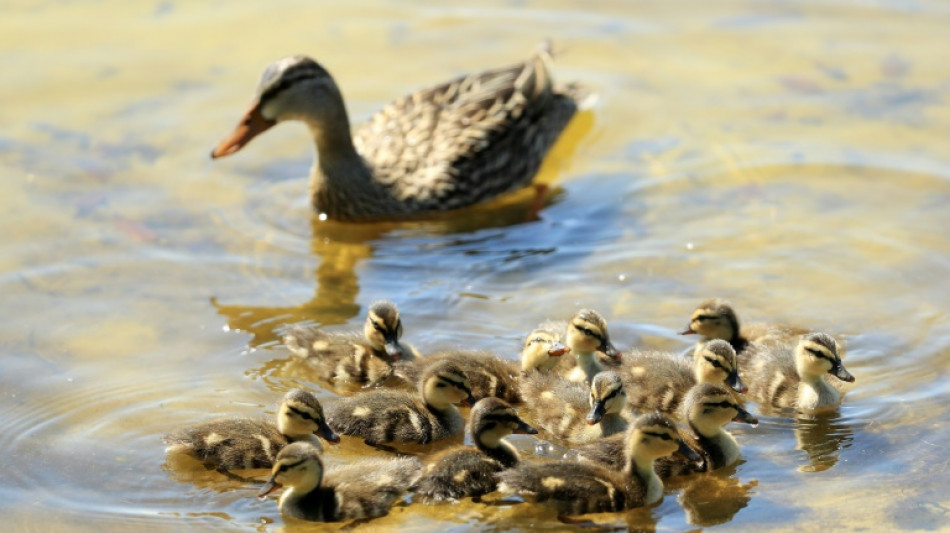 Verirrte Entenfamilie l&ouml;st Feuerwehreinsatz auf Gel&auml;nde von M&uuml;nchner Klinik aus