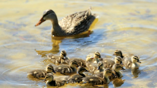 Verirrte Entenfamilie l&ouml;st Feuerwehreinsatz auf Gel&auml;nde von M&uuml;nchner Klinik aus