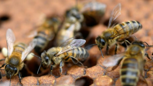 Néonicotinoïdes: des motifs d'inquiétudes pour la santé humaine mais manque d'études d'ampleur