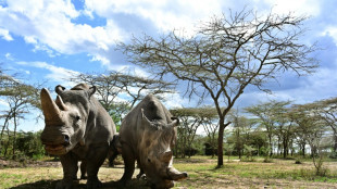Forschungsstation f&uuml;r bedrohtes N&ouml;rdliches Breitmaulnashorn entsteht in Berlin