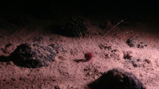 Exploitation mini&egrave;re en eaux profondes: un retour &agrave; la normale de la vie marine peut-&ecirc;tre "impossible"