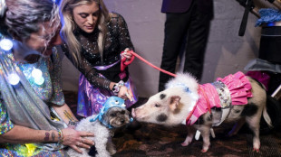 Servi&ccedil;o itinerante de pedicure para porcos vira sucesso na Fran&ccedil;a