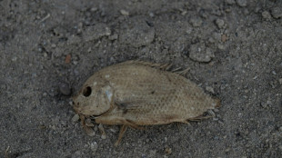 Le monde doit se pr&eacute;parer &agrave; des temp&eacute;ratures records provoqu&eacute;es par El Nino, selon l'ONU