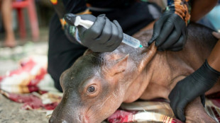 Colombie: un b&eacute;b&eacute; hippopotame descendant de la colonie d'Escobar meurt malgr&eacute; les soins