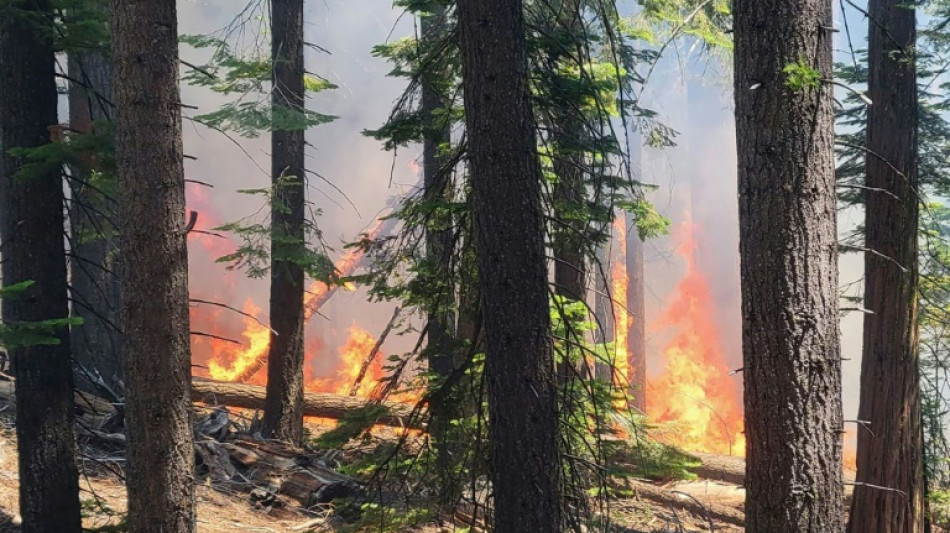 Aux Etats-Unis, un violent incendie menace les s&eacute;quoias g&eacute;ants du parc de Yosemite