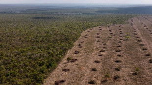 Una huelga reduce los controles sobre la deforestaci&oacute;n y la miner&iacute;a ilegal en Brasil