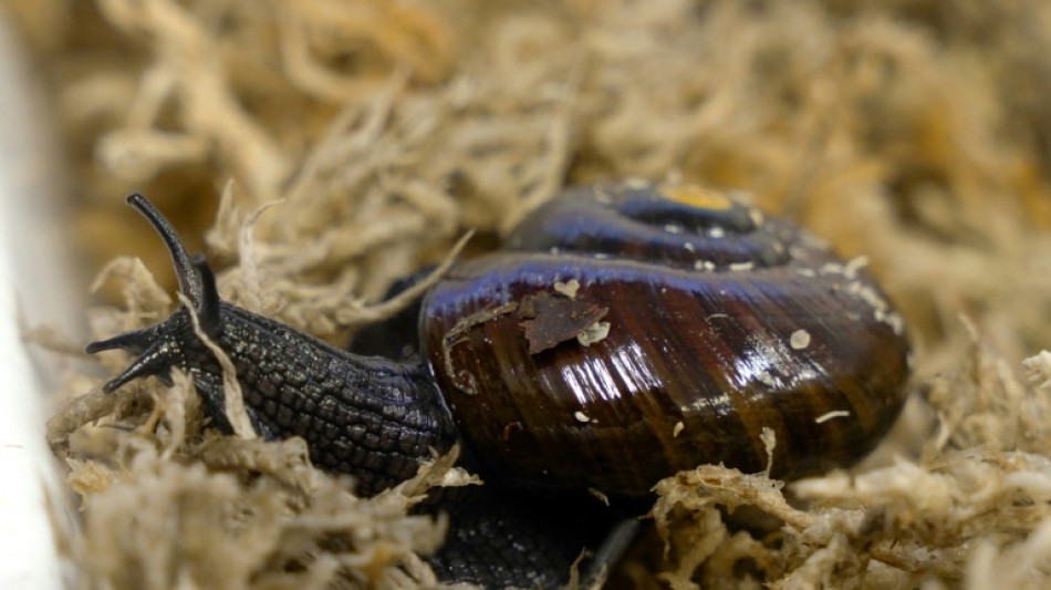 What the shell: scientists marvel as NZ snail lays egg from neck
