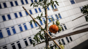 Entre les immeubles, une ferme en qu&ecirc;te de rentabilit&eacute; et de lien
