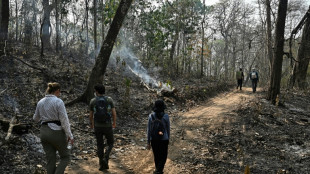 Dans les cendres et les larmes, l'étrange mission de préservation d'une forêt thaïlandaise brûlée
