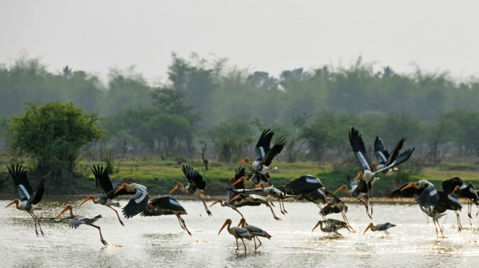 Un planeta m&aacute;s c&aacute;lido con animales m&aacute;s enfermos