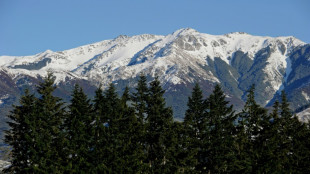 Studie: Neuseelands Wälder absorbieren deutlich mehr CO2 als bislang angenommen