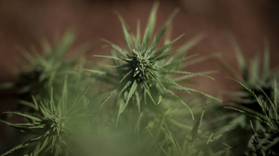 Polizei entdeckt Cannabisplantage in Nordrhein-Westfalen - Verd&auml;chtiger flieht