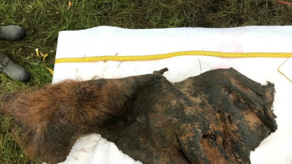 Des scientifiques ont reconstitu&eacute; le g&eacute;nome en 3D d'un mammouth laineux