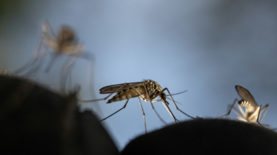 EEUU alerta de primeros casos locales de malaria en 20 a&ntilde;os