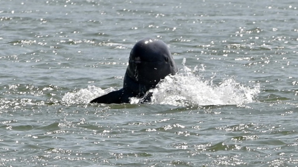 Espoir pour les dauphins dans le M&eacute;kong : leur nombre remonte au dessus de 100