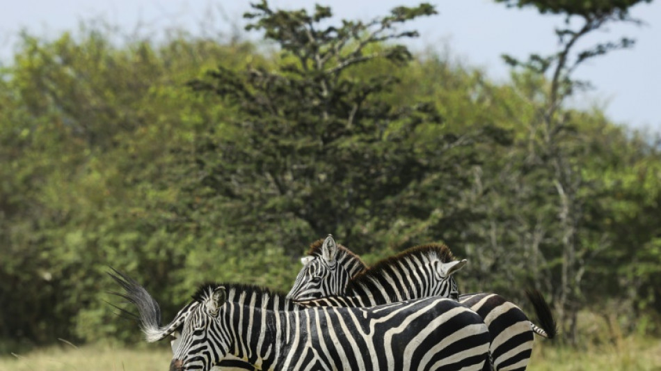 Kenya conservation areas evolve to keep Maasai and wildlife together
