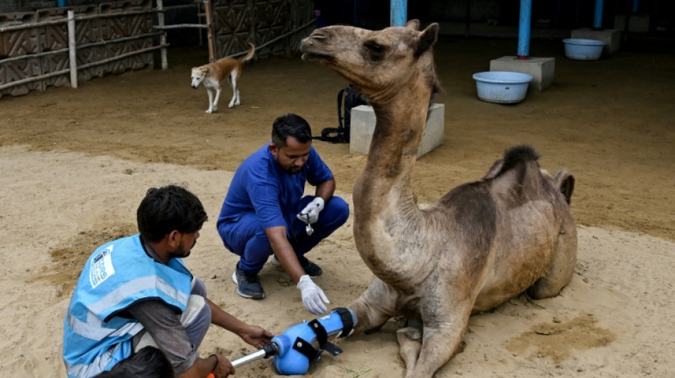 Pakistani camel relearns to walk with prosthetic leg