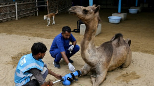Pakistani camel relearns to walk with prosthetic leg
