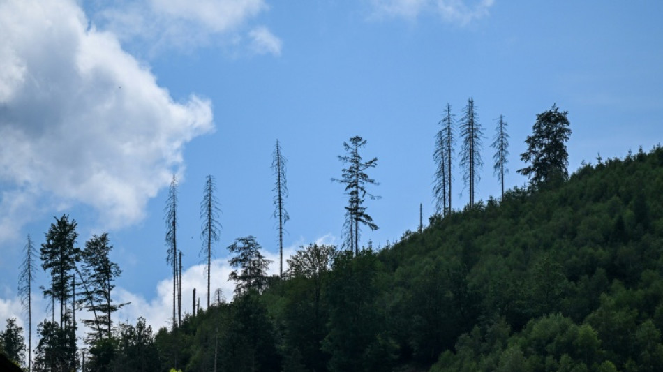 Zustand der W&auml;lder in Deutschland weiter schlecht
