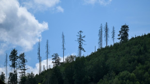 Zustand der W&auml;lder in Deutschland weiter schlecht