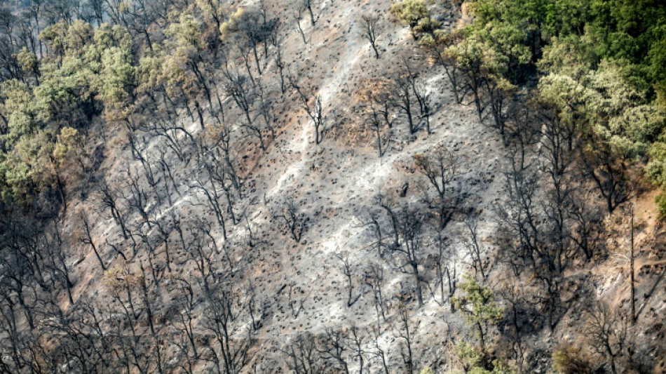 Algérie: incendie éteint près de Blida