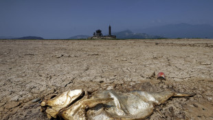 Scoperte le più antiche orme di pesci sulla terraferma