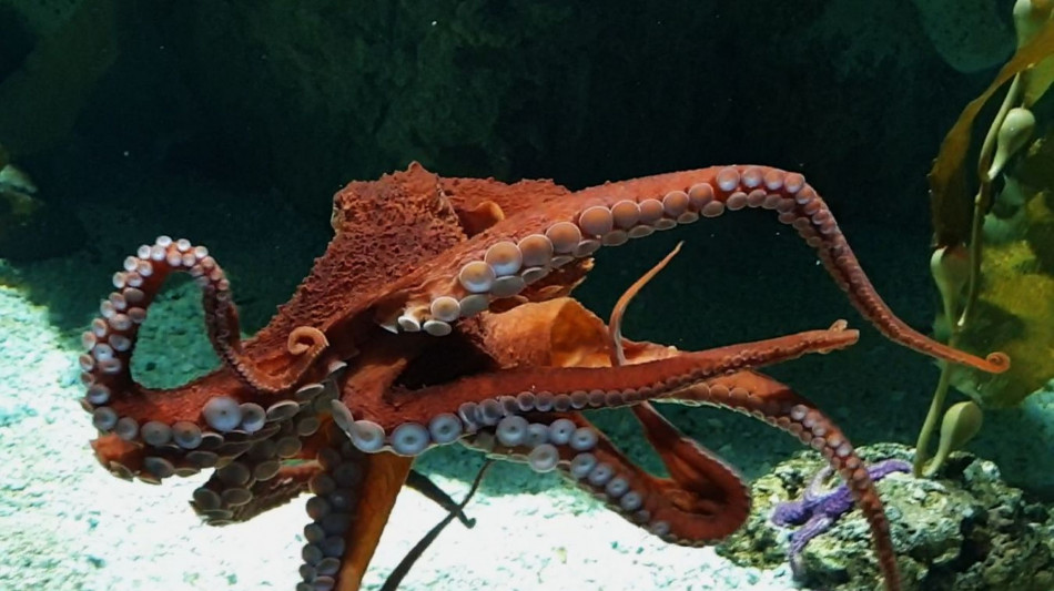 Si ispira al polpo la pelle sintetica che cambia colore e texture