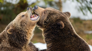 L'Espagne recherche une ourse et son ourson s&eacute;par&eacute;s par l'attaque d'un m&acirc;le