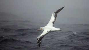 Los albatros "t&iacute;midos" prefieren divorciar antes que pelear por su pareja