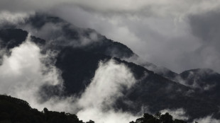 Australian rainforests no longer a carbon sink: study