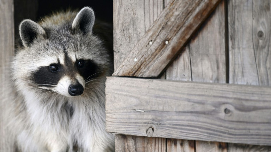 Deutscher Jagdverband: Waschbären breiten sich in Deutschland weiter aus