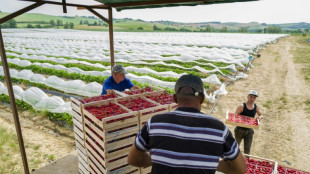 Dans le Sud-Ouest, les producteurs de fraises "d&eacute;pass&eacute;s" par les fortes chaleurs