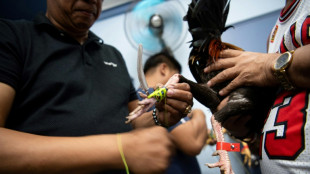 Online cockfighting thrives in Philippines despite ban and murders