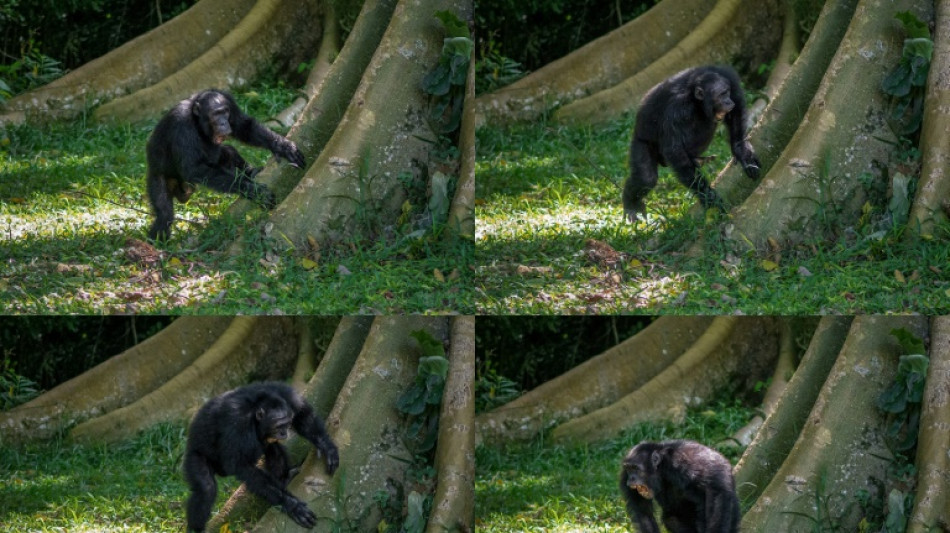Les chimpanz&eacute;s ont un sens du rythme bien &agrave; eux
