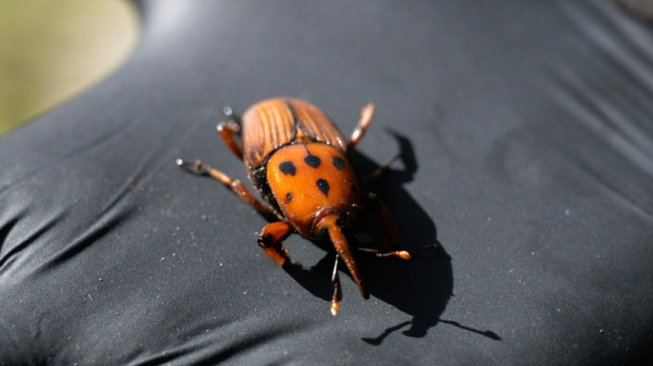 'Bicudo-vermelho' destr&oacute;i palmeiras e alarma Brasil e Argentina