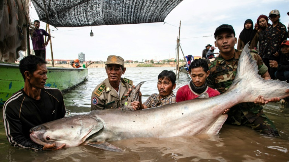 Six poissons-chats g&eacute;ants rares font surface au Cambodge