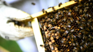 Französischer Verfassungsrat kippt Wiedereinführung von Insektengift