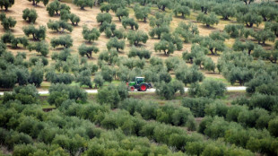 En Espagne, un village veut sauver ses oliviers face &agrave; l'essor du photovolta&iuml;que