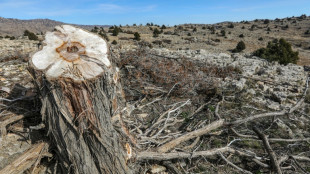 Los &aacute;rboles milenarios de L&iacute;bano, amenazados por la tala ilegal
