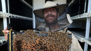 En Isra&euml;l, des ruches robotis&eacute;es pour pr&eacute;server les abeilles