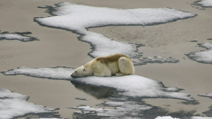 Arctic sea ice hits lowest peak in satellite record, says US agency