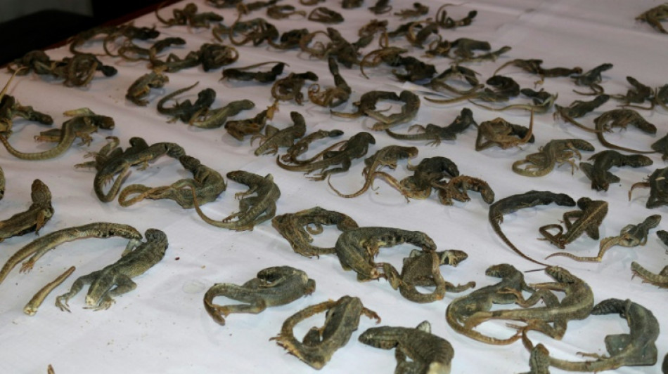 Decomisan en Perú 110 lagartijas usadas para tratamientos médicos