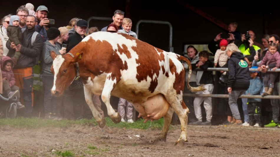 Aggressive freilaufende Kuh h&auml;lt Polizei und Anwohner nahe Mannheim in Atem 