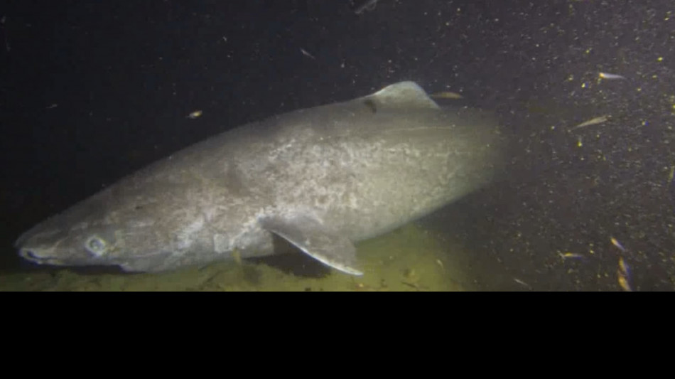 Mappato il Dna dell'animale pi&ugrave; longevo del mondo ++ ferma