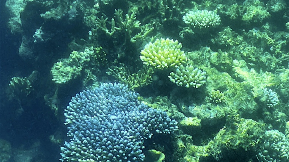 La Grande barri&egrave;re de corail encore victime d'un blanchissement "g&eacute;n&eacute;ralis&eacute;"