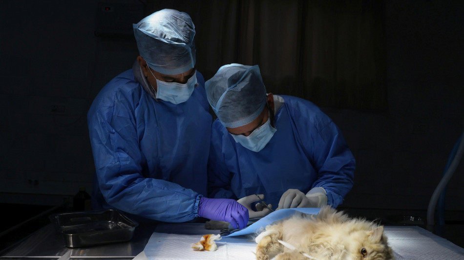 Il 70% infezioni emergenti derivano da animali, il 25 Giornata della veterinaria