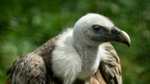 Isra&euml;l: des vautours munis de puces pour localiser les corps de disparus