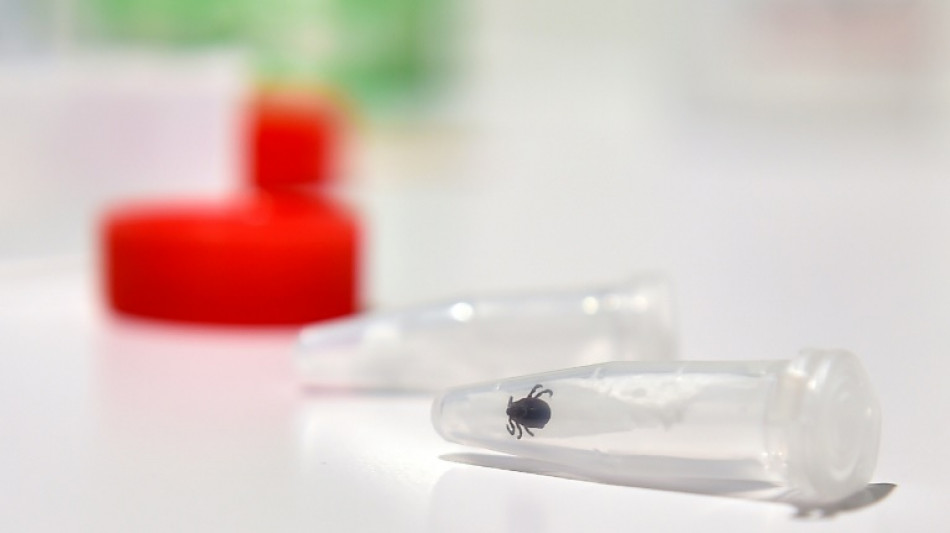 Durch Zecken &uuml;bertragene Krankheit FSME: Neun Tote in Deutschland im Jahr 2023