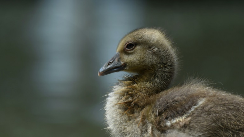 G&auml;nsefamilien l&ouml;sen Verkehrschaos auf Autobahn in Sachsen aus